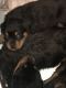 Rottweiler Puppies for sale in Fort Washington, MD, USA. price: NA