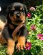 Rottweiler Puppies for sale in 92374 Carlotta Ct, Redlands, CA 92374, USA. price: NA