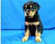 Rottweiler Puppies for sale in Milwaukee, WI 53218, USA. price: NA