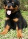 Rottweiler Puppies for sale in Menomonie, WI 54751, USA. price: NA
