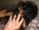 Rottweiler Puppies for sale in Warsaw, IN 46582, USA. price: $950