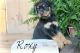 Rottweiler Puppies for sale in Worcester, MA 01653, USA. price: NA