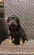 Rottweiler Puppies for sale in California St, San Francisco, CA, USA. price: $500