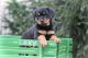 Rottweiler Puppies for sale in Honey Grove, PA 17035, USA. price: NA