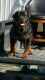 Rottweiler Puppies for sale in Kennewick, WA, USA. price: NA