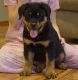 Rottweiler Puppies for sale in Buffalo, NY, USA. price: $600
