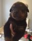 Rottweiler Puppies for sale in Sacramento, CA, USA. price: $700