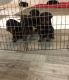 Rottweiler Puppies for sale in Sacramento, CA, USA. price: $500