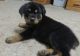 Rottweiler Puppies for sale in Norwich, CT, USA. price: NA