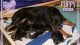 Rottweiler Puppies for sale in Robinson, TX 76706, USA. price: NA