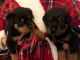 Rottweiler Puppies for sale in Lapeer, MI 48446, USA. price: NA