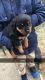 Rottweiler Puppies for sale in Dayton, OH, USA. price: NA