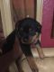Rottweiler Puppies for sale in Macon, GA, USA. price: NA