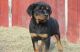Rottweiler Puppies for sale in Kansas City, KS 66117, USA. price: $500