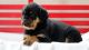 Rottweiler Puppies for sale in Columbia, SC, USA. price: $500