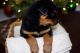 Rottweiler Puppies for sale in Fremont, CA, USA. price: $600
