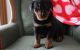 Rottweiler Puppies for sale in Birmingham, AL, USA. price: $600