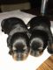 Rottweiler Puppies for sale in St. Louis, MO, USA. price: $1,000