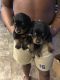 Rottweiler Puppies for sale in Elloree, SC 29047, USA. price: NA
