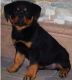 Rottweiler Puppies for sale in New Bedford, MA 02741, USA. price: NA
