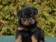 Rottweiler Puppies for sale in California St, San Francisco, CA, USA. price: $800