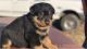 Rottweiler Puppies for sale in Worcester, MA 01608, USA. price: NA