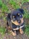 Rottweiler Puppies for sale in Decatur, AL, USA. price: NA