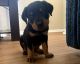 Rottweiler Puppies for sale in Birmingham, AL 35232, USA. price: $500