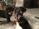 Rottweiler Puppies for sale in Greenville, MI 48838, USA. price: $1,500