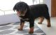 Rottweiler Puppies for sale in Baltimore, MD 21287, USA. price: $500