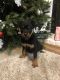 Rottweiler Puppies for sale in Sacramento, CA, USA. price: $850