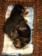 Rottweiler Puppies for sale in Leesburg, GA 31763, USA. price: NA