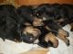 Rottweiler Puppies for sale in Iron Mountain, MI 49801, USA. price: NA