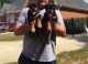 Rottweiler Puppies for sale in USAA Blvd, San Antonio, TX, USA. price: NA