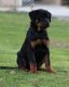 Rottweiler Puppies for sale in Charlotte, NC, USA. price: $1,500