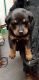 Rottweiler Puppies for sale in Charleston, SC, USA. price: NA