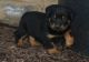 Rottweiler Puppies for sale in Fall River, MA 02721, USA. price: NA