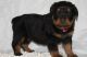 Rottweiler Puppies for sale in Philadelphia, PA 19109, USA. price: NA