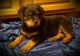 Rottweiler Puppies for sale in Las Cruces, NM, USA. price: NA