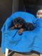 Rottweiler Puppies for sale in Batesburg-Leesville, SC, USA. price: $1,000