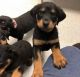 Rottweiler Puppies for sale in Baltimore, MD, USA. price: $500