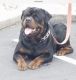 Rottweiler Puppies for sale in Antioch, CA 94531, USA. price: NA