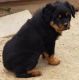 Rottweiler Puppies for sale in Hartford, CT 06104, USA. price: NA