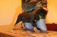 Rottweiler Puppies for sale in Rapid City, SD, USA. price: $1,500