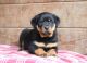 Rottweiler Puppies for sale in NJ-38, Mt Holly, NJ, USA. price: NA