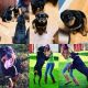 Rottweiler Puppies for sale in Edon, OH 43518, USA. price: NA