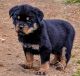 Rottweiler Puppies for sale in Harrah, OK, USA. price: $1,800