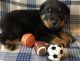 Rottweiler Puppies for sale in Little Rock, AR 72204, USA. price: NA