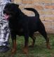 Rottweiler Puppies for sale in Rapid City, SD, USA. price: $1,200