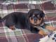 Rottweiler Puppies for sale in Visalia, CA, USA. price: $600
